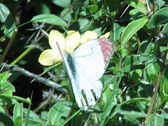 Colotis hetaera