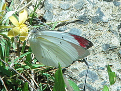 Colotis hetaera