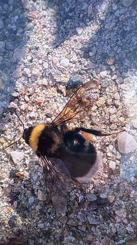 Western Bumble Bee