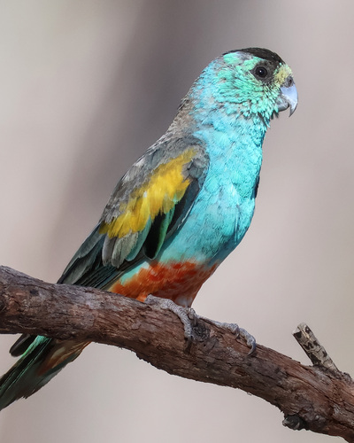 Golden-shouldered Parrot