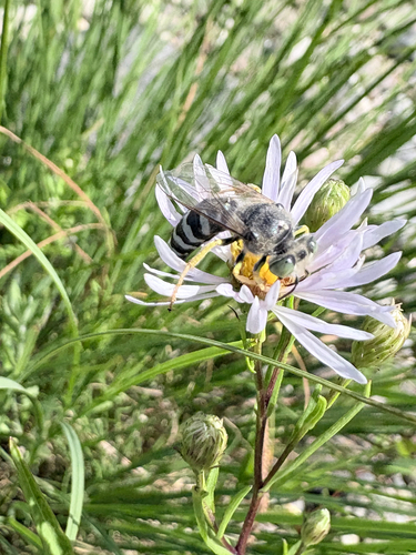 American Sand Wasp