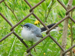 Polioptila caerulea