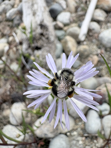 Vancouver Bumble Bee