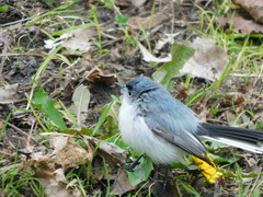 Polioptila caerulea
