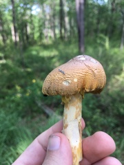 Amanita arkansana