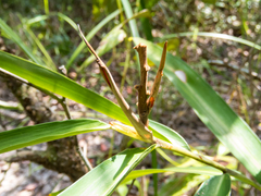 Alpinia oxymitra