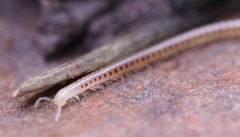 Blaniulus guttulatus