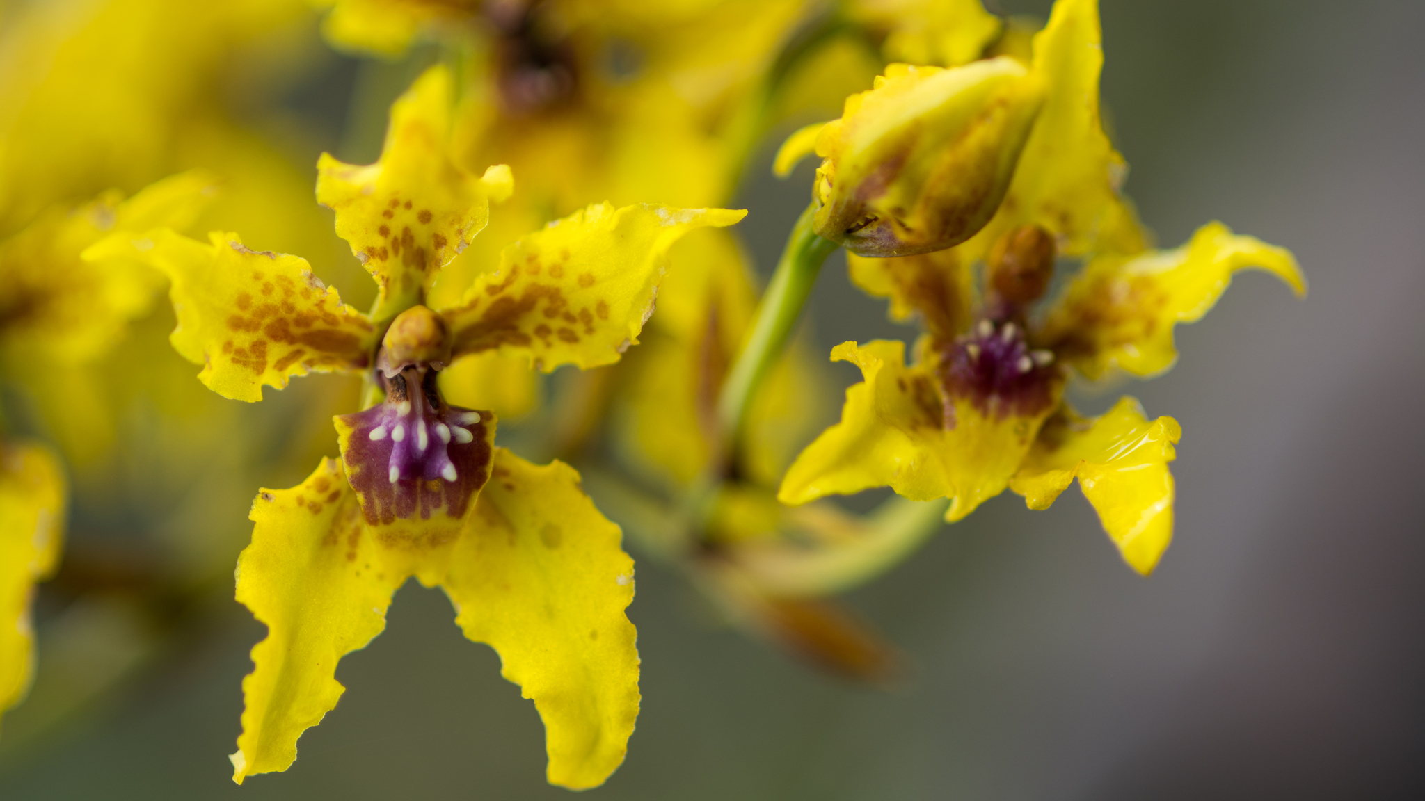Cyrtochilum auropurpureum (Rchb.f.) Dalström 2
