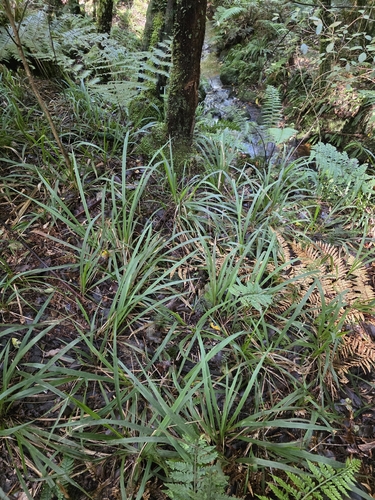 Ehrharta diplax, photograph 6