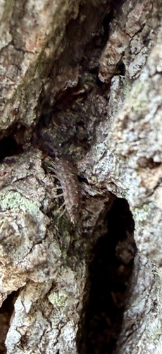 Brickwork Woodlouse