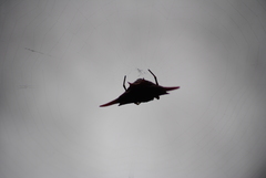 Gasteracantha versicolor