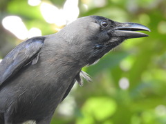 Corvus splendens