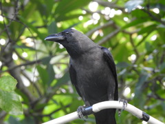 Corvus splendens