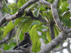 Copsychus saularis