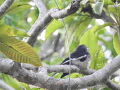 Copsychus saularis