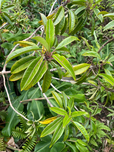 Clermontia fauriei observed 2026-08-26