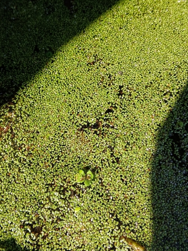 Lemna minuta, photograph 5