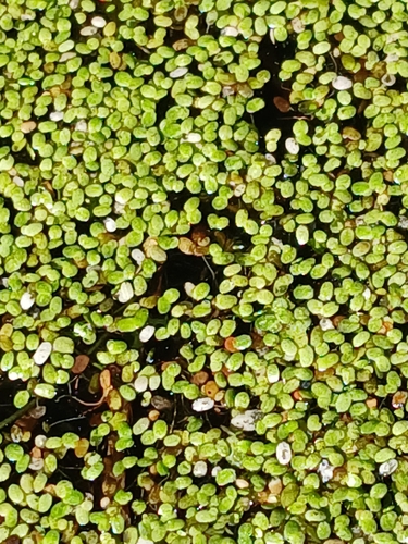 Lemna minuta, photograph 6
