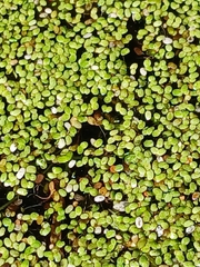 Lemna minuta, photograph (c) naturewatchwidow, some rights reserved (CC BY)