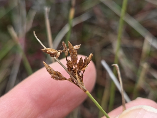 Fimbristylis ferruginea observed 2026-08-30