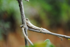 Chamaeleonidae