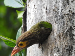 Psilopogon zeylanicus