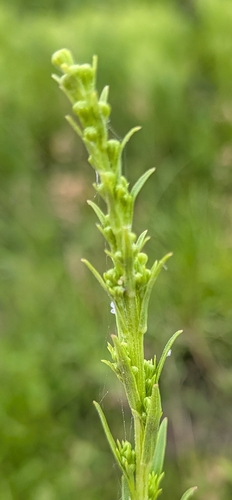 Solidago mexicana, photograph 2