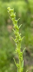 Solidago mexicana, photograph (c) Devin Floyd, some rights reserved (CC BY)