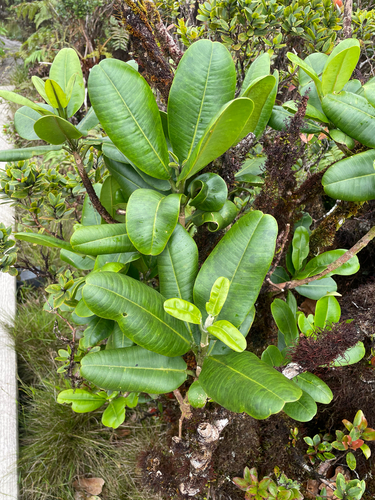 Melicope clusiifolia observed 2026-08-26