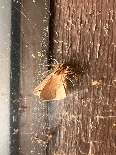 iNaturalist observation photo of Geometer Moths