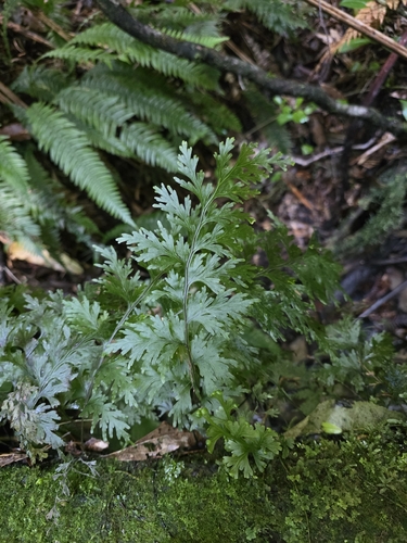 Hymenophyllum dilatatum, photograph 6