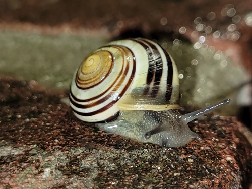 Cepaea