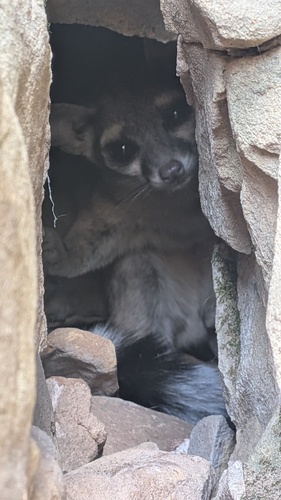Ringtail observed by erinenfield