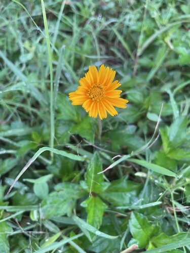 Trailing Daisy
