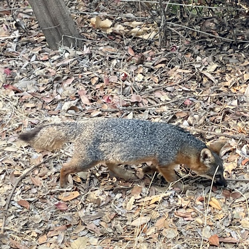 iNaturalist observation photo of Island Fox