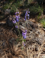 Delphinium scaposum