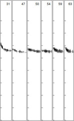 Pipistrellus pygmaeus