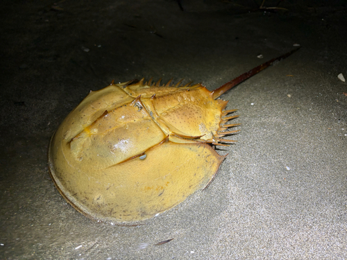 Tachypleus tridentatus photograph by the iNaturalist community