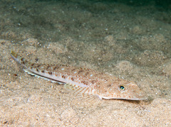 Platycephalus grandispinis