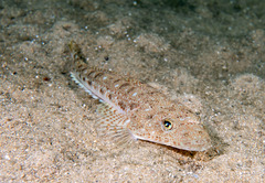 Platycephalus grandispinis