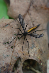 Nephrotoma altissima