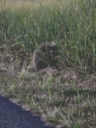 North American Porcupine