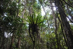 Thamnopteris