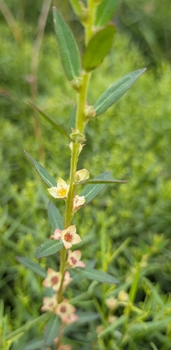 Ludwigia alata, photograph 1