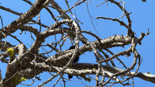 iNaturalist observation photo of Common Raven