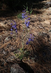 Delphinium scaposum