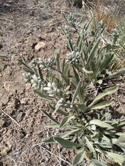 Frasera albicaulis modocensis