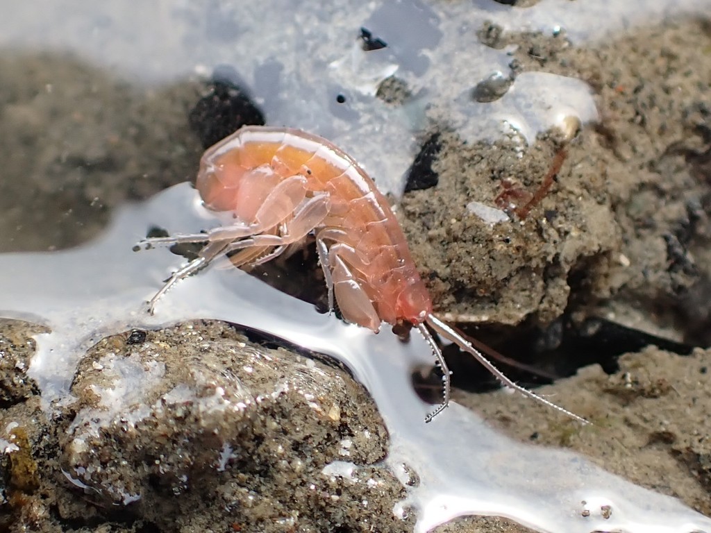 Maera danae