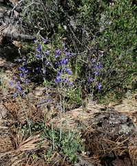 Delphinium scaposum