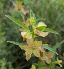 Ludwigia alata, photograph (c) Devin Floyd, some rights reserved (CC BY)